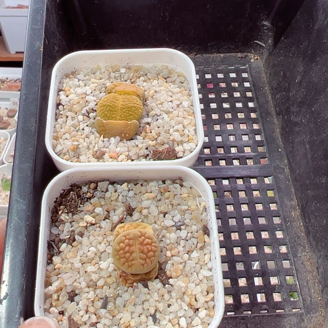 采*210-356.我的小伙伴