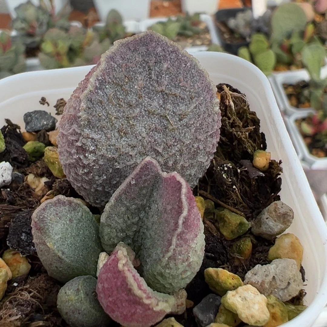 哈莫猪肝大苗多肉植物