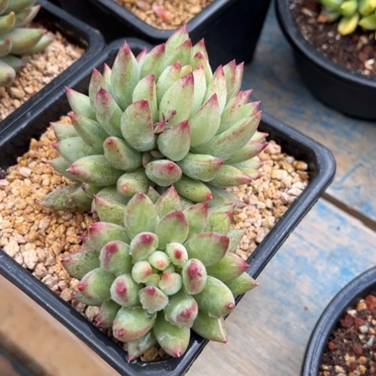 虞美人2代 夏鸣园艺