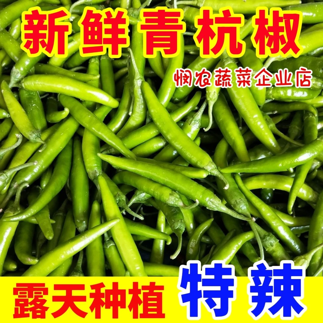 正宗贵州辣椒现摘辣椒新鲜薄皮辣椒新鲜椒现摘现发农家采摘。