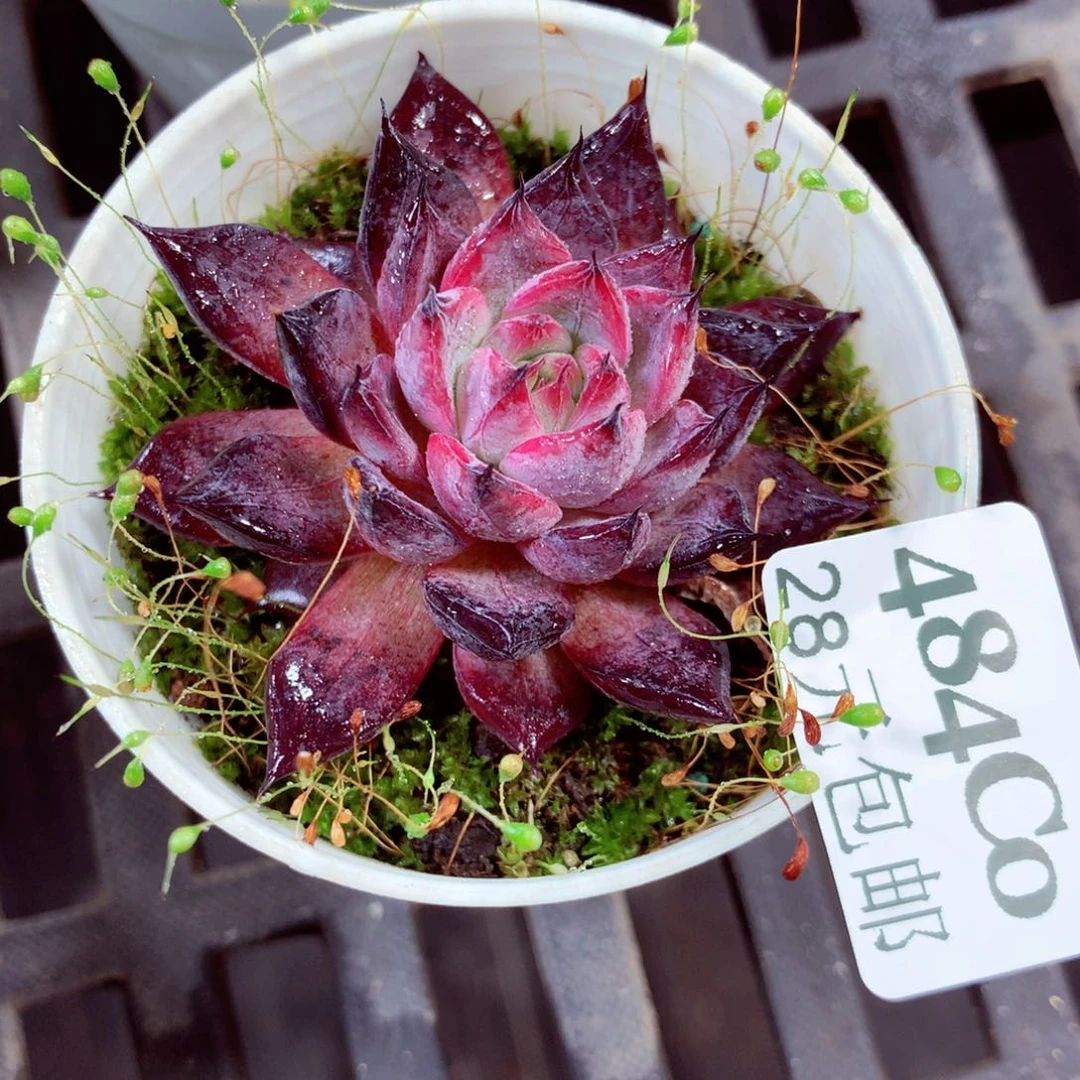 5厘米盆精控多肉484