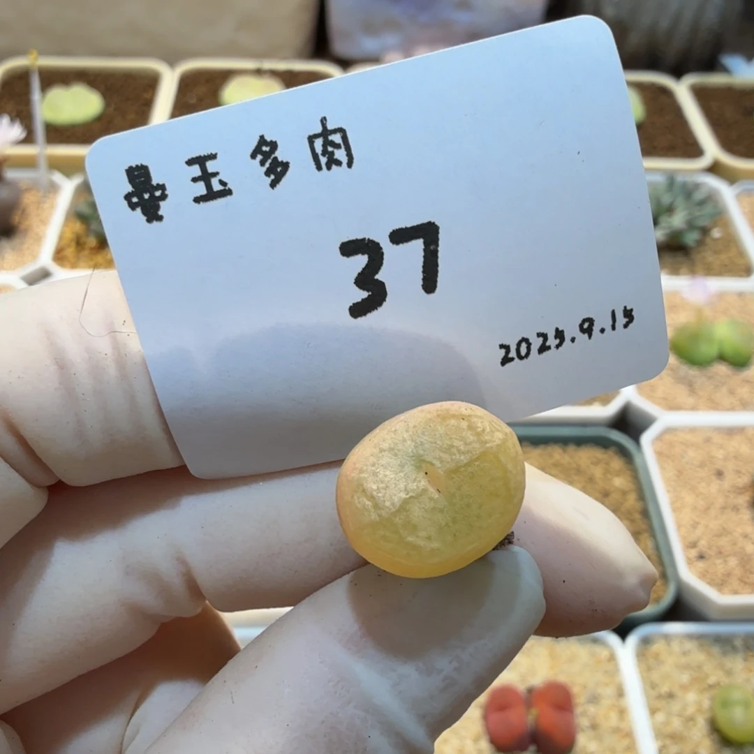 澎***鱼多肉多肉多肉9.15-037