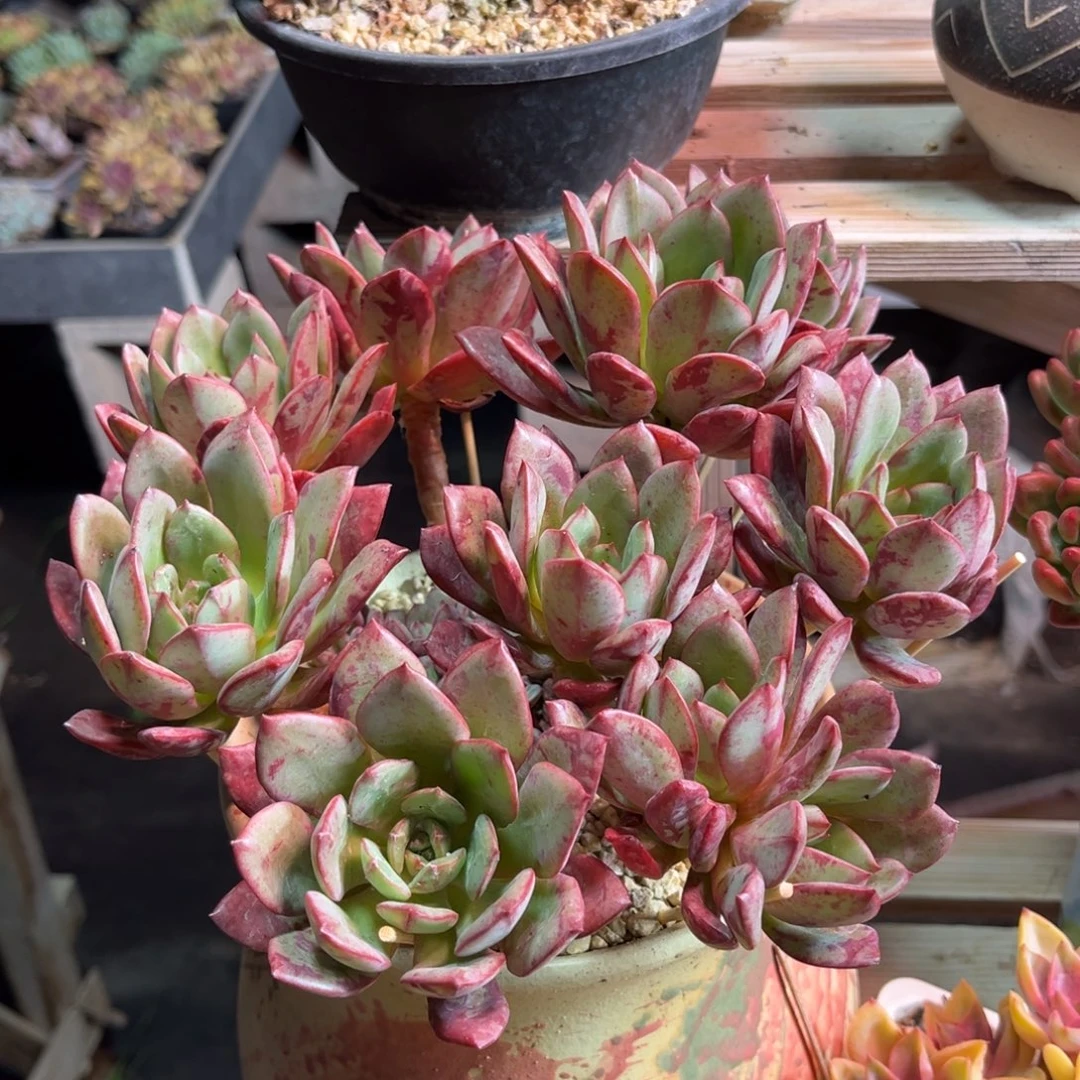 血纹花旦多肉植物fujinnm