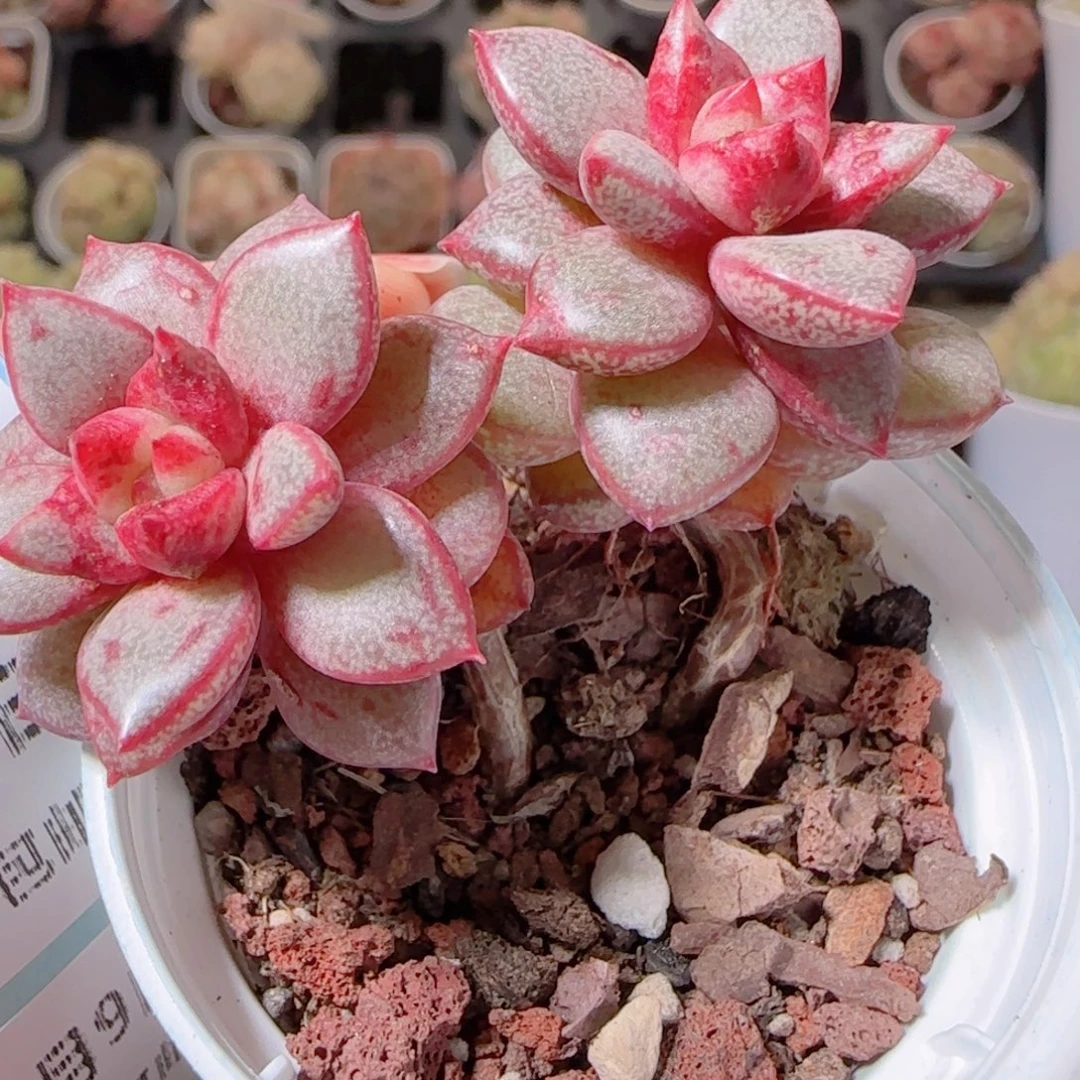 欢***喜花语多肉1209-247