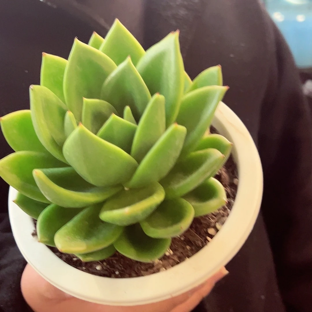 翠花大单头16cm左右