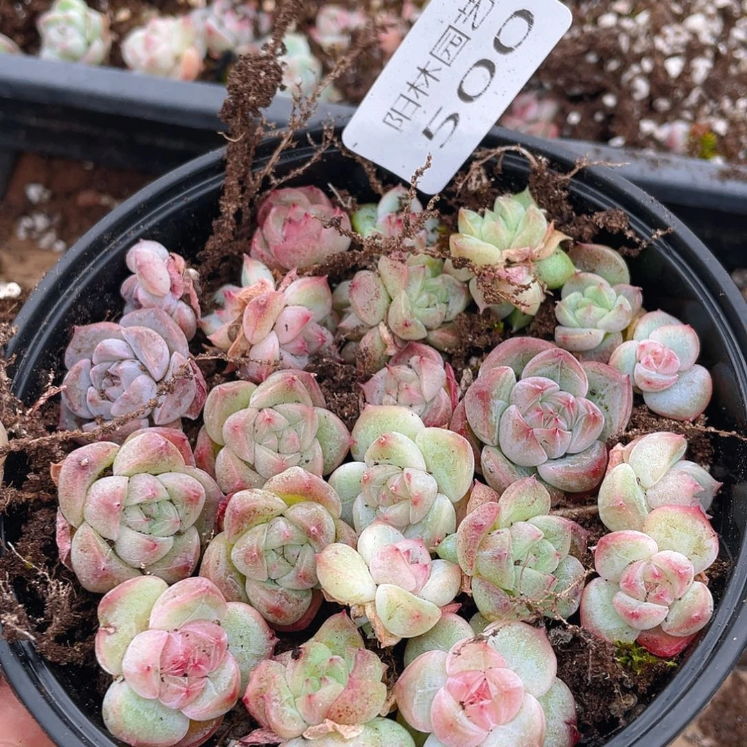多肉植物多肉植物500
