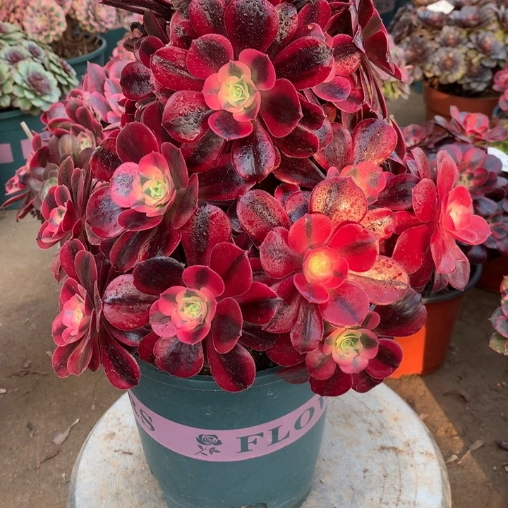 失****我464美杜莎多肉植物