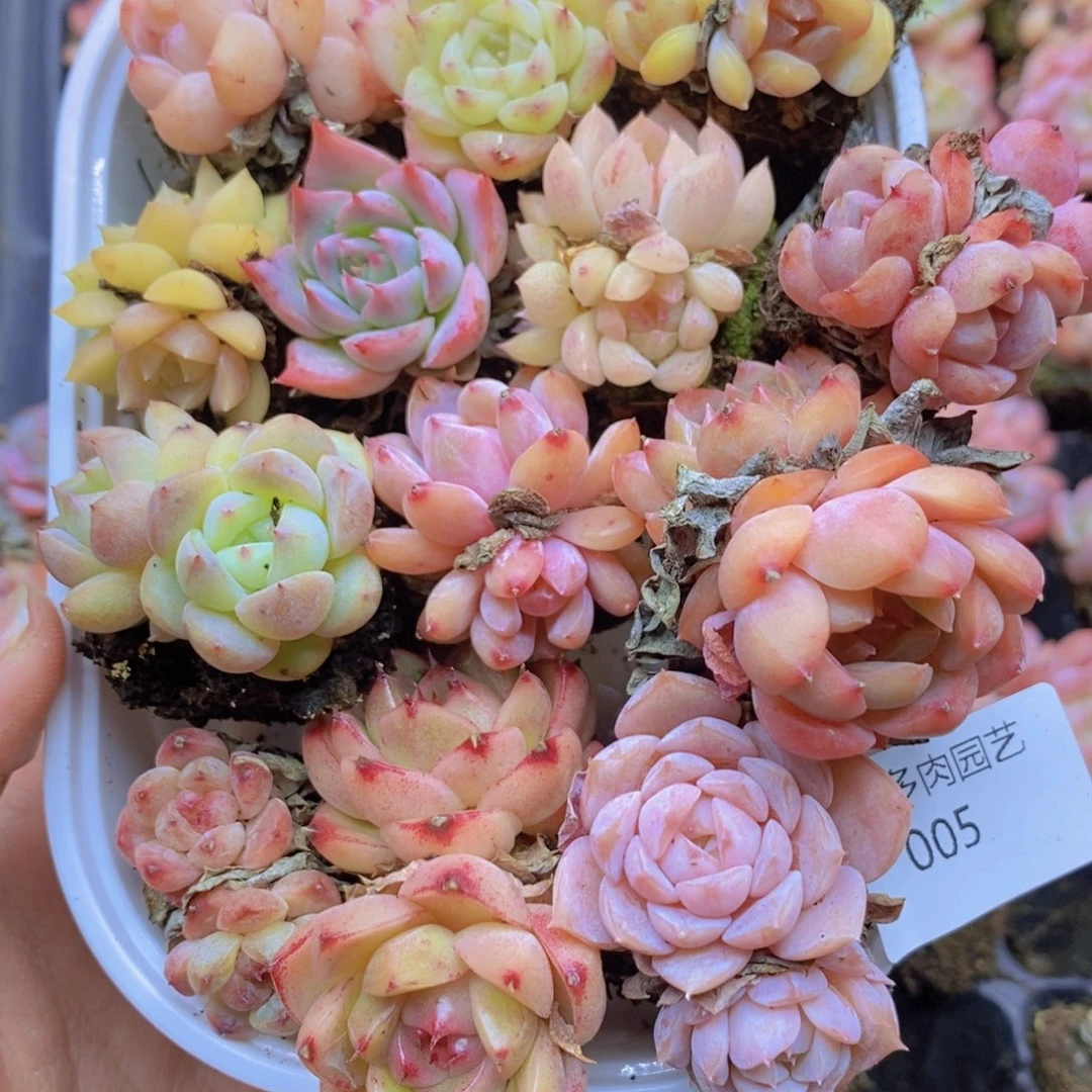 必须脱土修根啊005