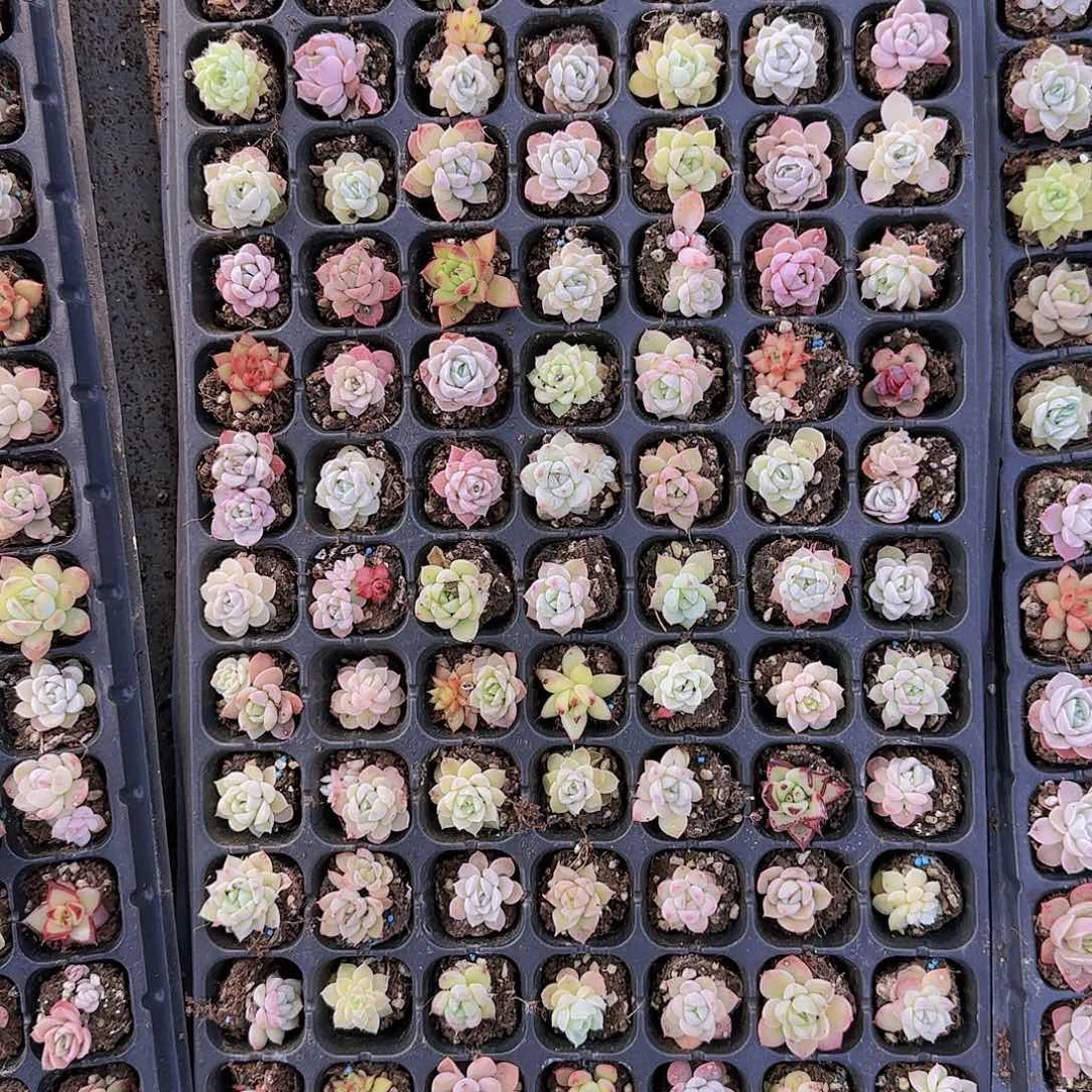 直播一物一拍多肉06