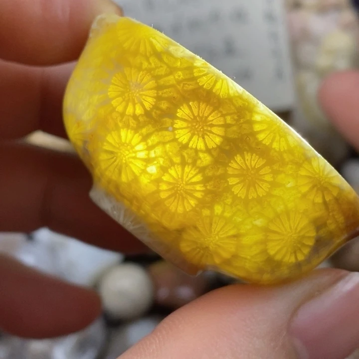 颈饰未镶嵌硅化珊瑚(珊瑚玉)