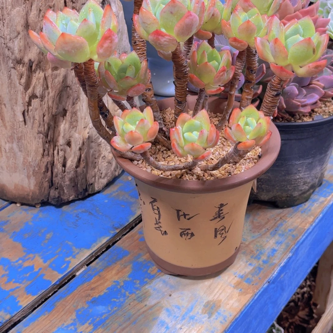 宋***…多肉植物保护研究所