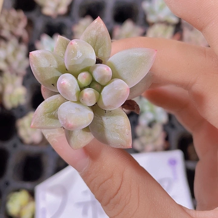 80精品红蜻蜓2米3颗