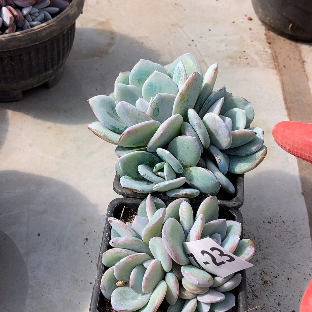 7-23奶茶2颗一物一拍