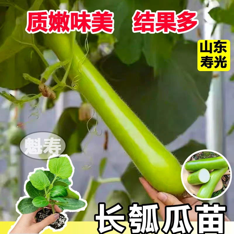 瓠瓜秧苗瓠子菜葫芦户外庭院阳台种植带土发货蔬菜耐热抗寒种苗