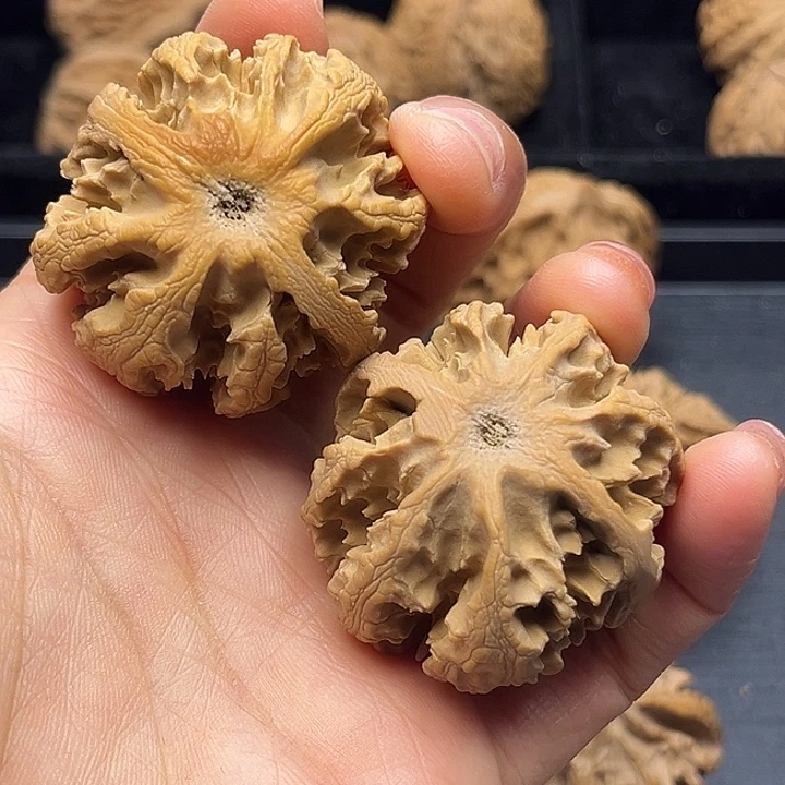 核桃秦岭突突突突突突突