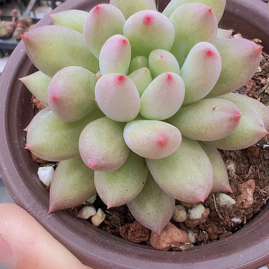 岩字19包邮多肉植物