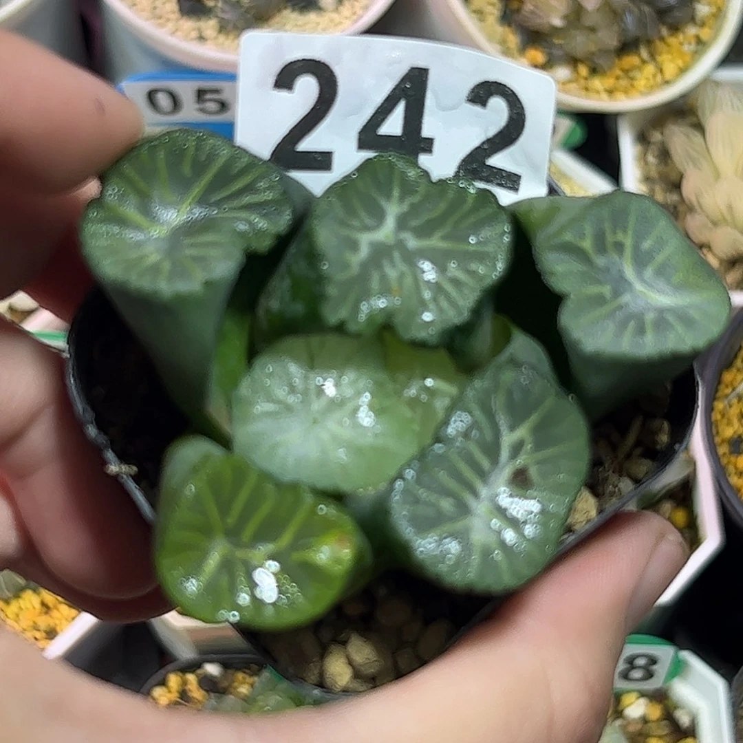 嘿*潶红红火火恍恍惚惚