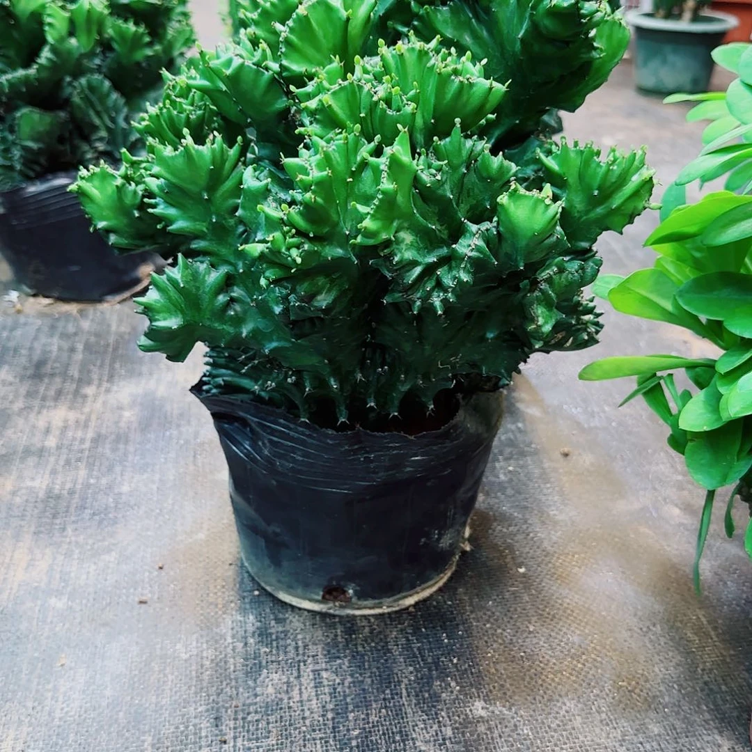 一物一拍玉麒麟土球发货加急打包