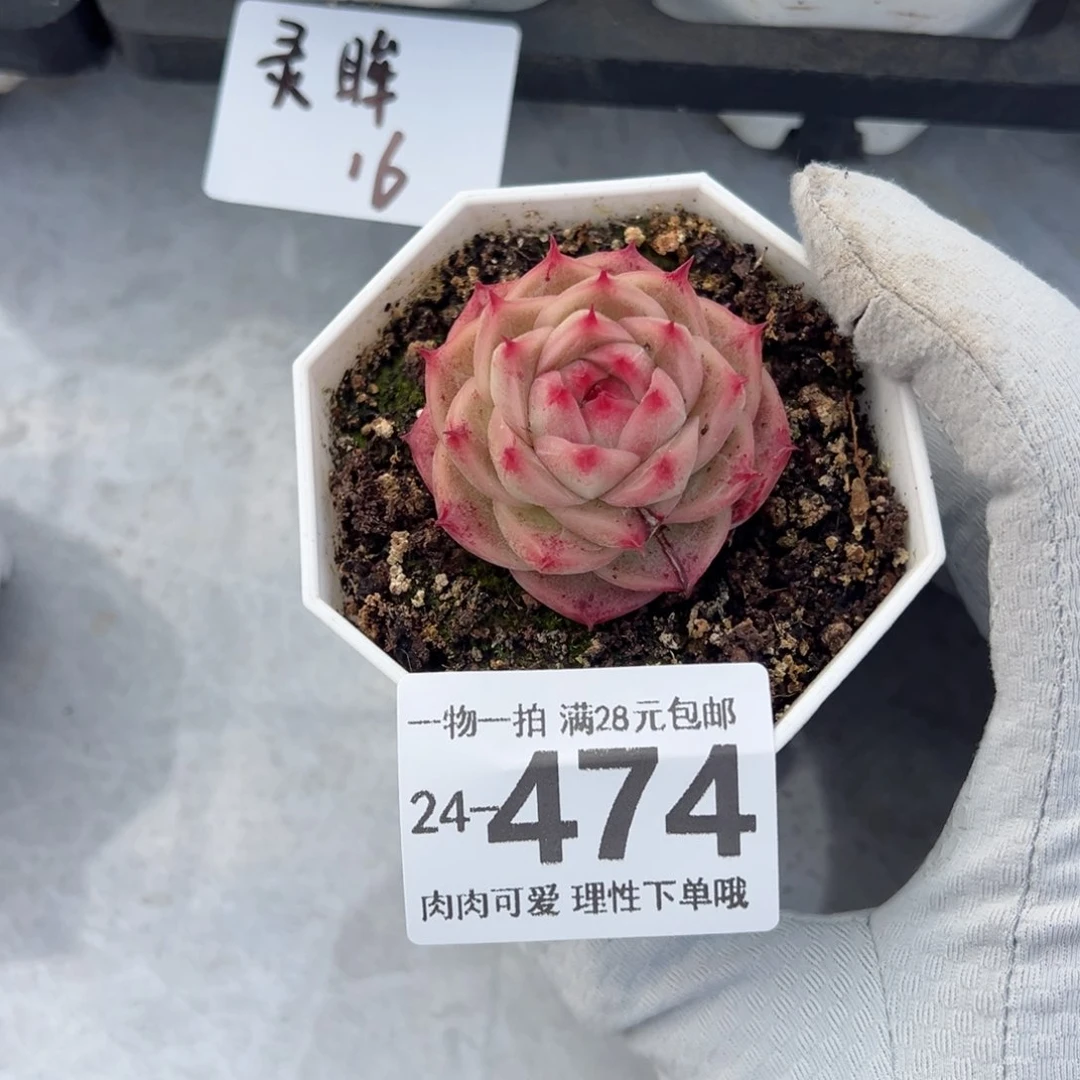 灵眸多肉多肉多肉