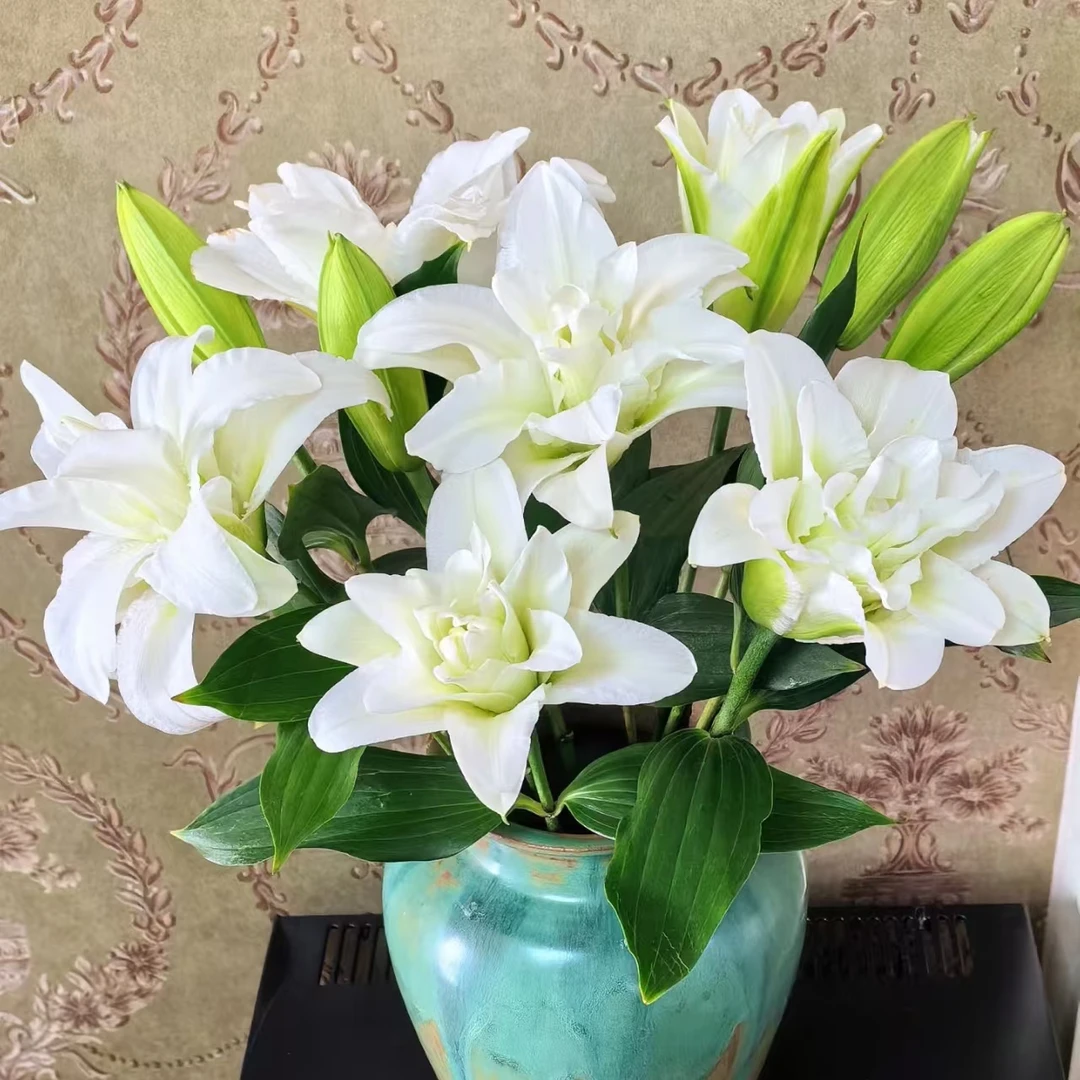 3枝白雪公主三头百合9个花苞【两单顺丰或京东快递】