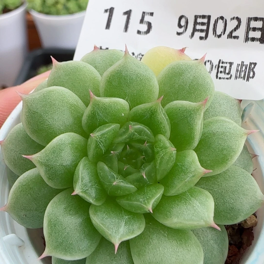 花语逸镜0902-115糖心珍妮海王