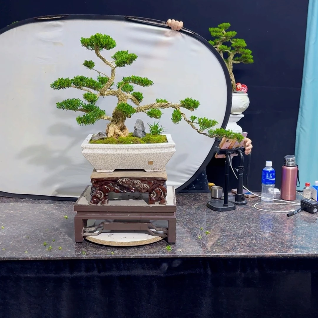 无花朵高端黄杨盆景艺术