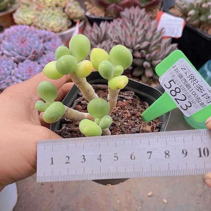 5823芒果奶。