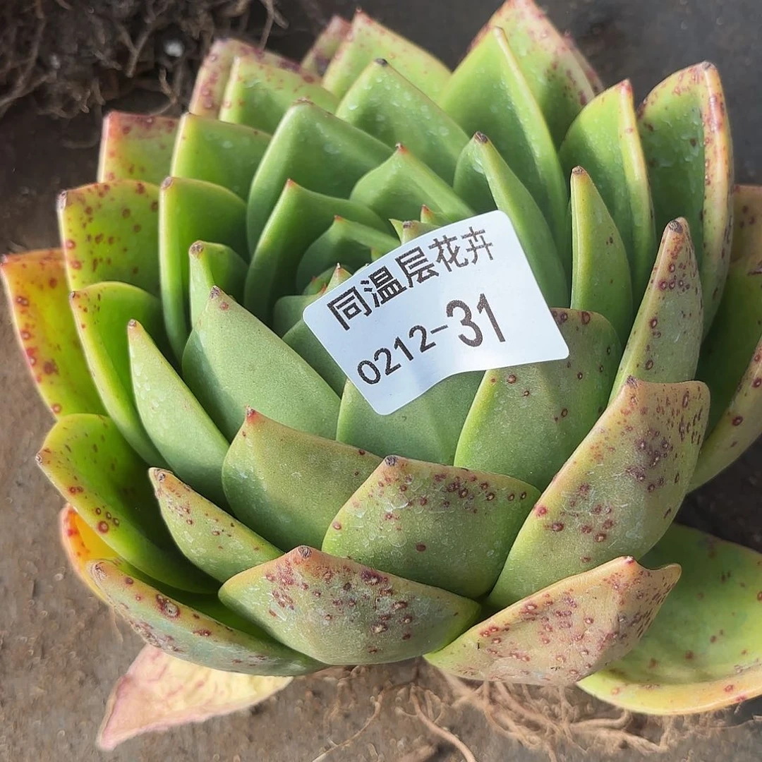 同温层多肉31翠花