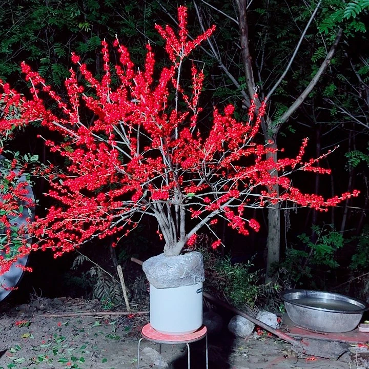 无花朵北美冬青年宵花