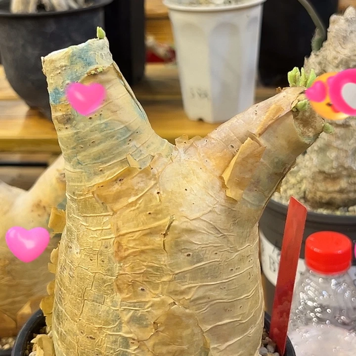 潮流植物安哥拉葡萄翁D12