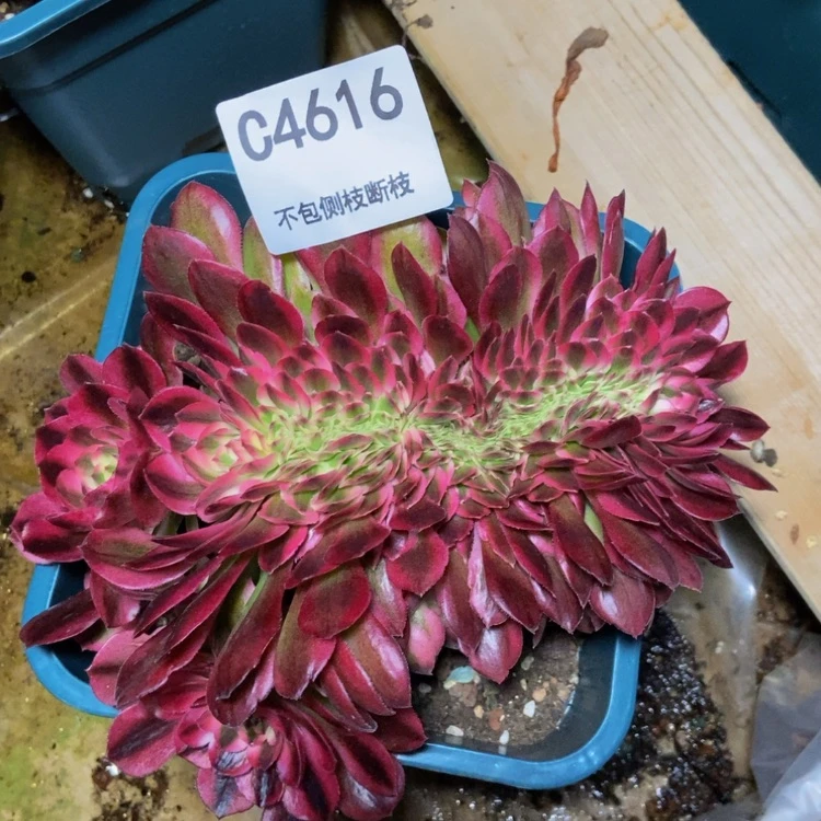 【闪购商品】4616倾城多肉