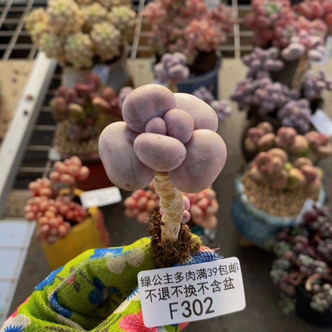 芭比奶酪302/2c m