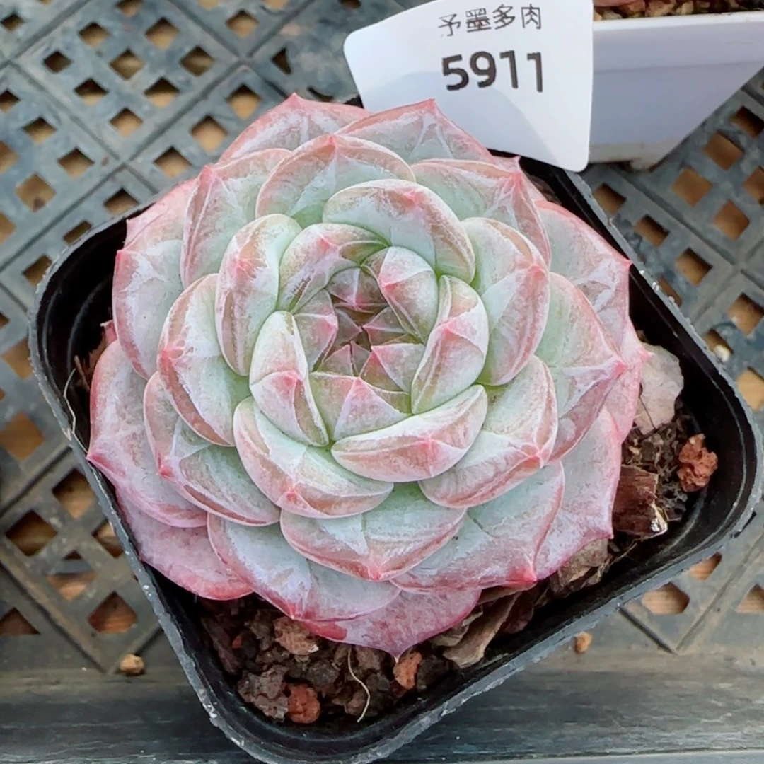 薰衣草，5911多肉植物