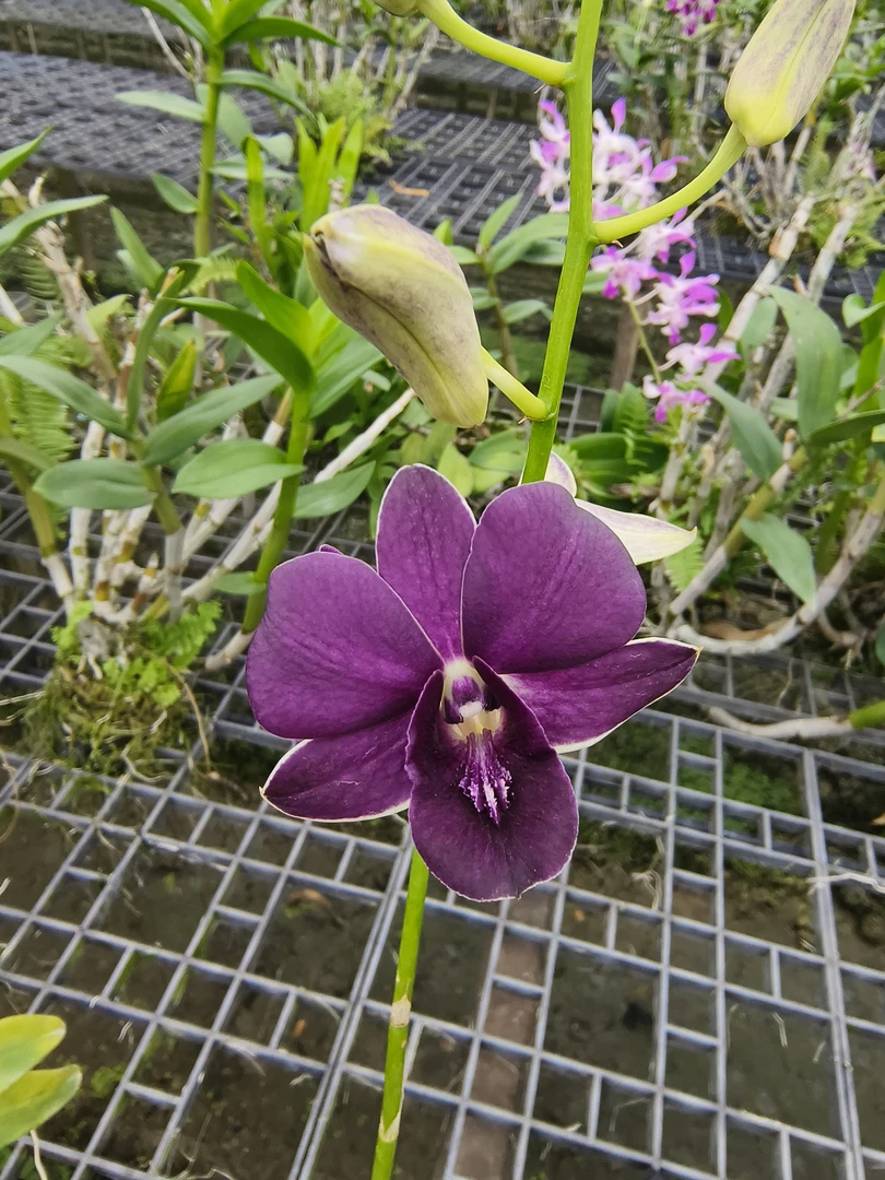 预售｜泰秋蓝天使1盆