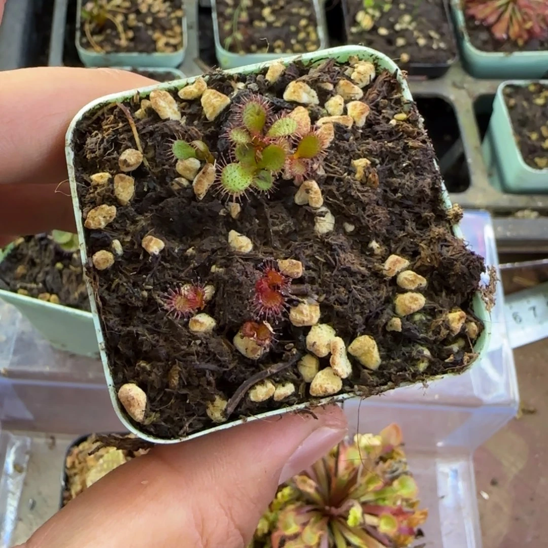 完全开放球茎球根毛