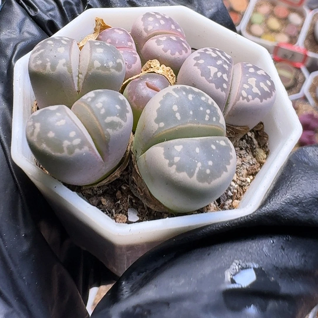 可****生石花1111。 高腿。  299