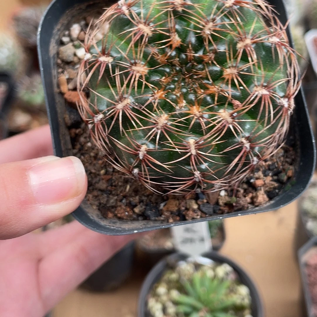 037罗星丸（满18元包邮）