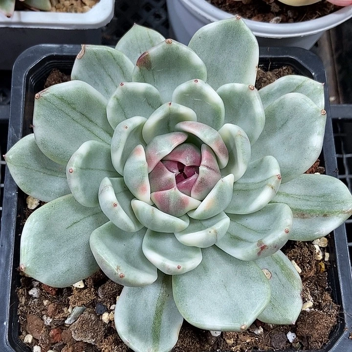 黑玫瑰锦多肉植物