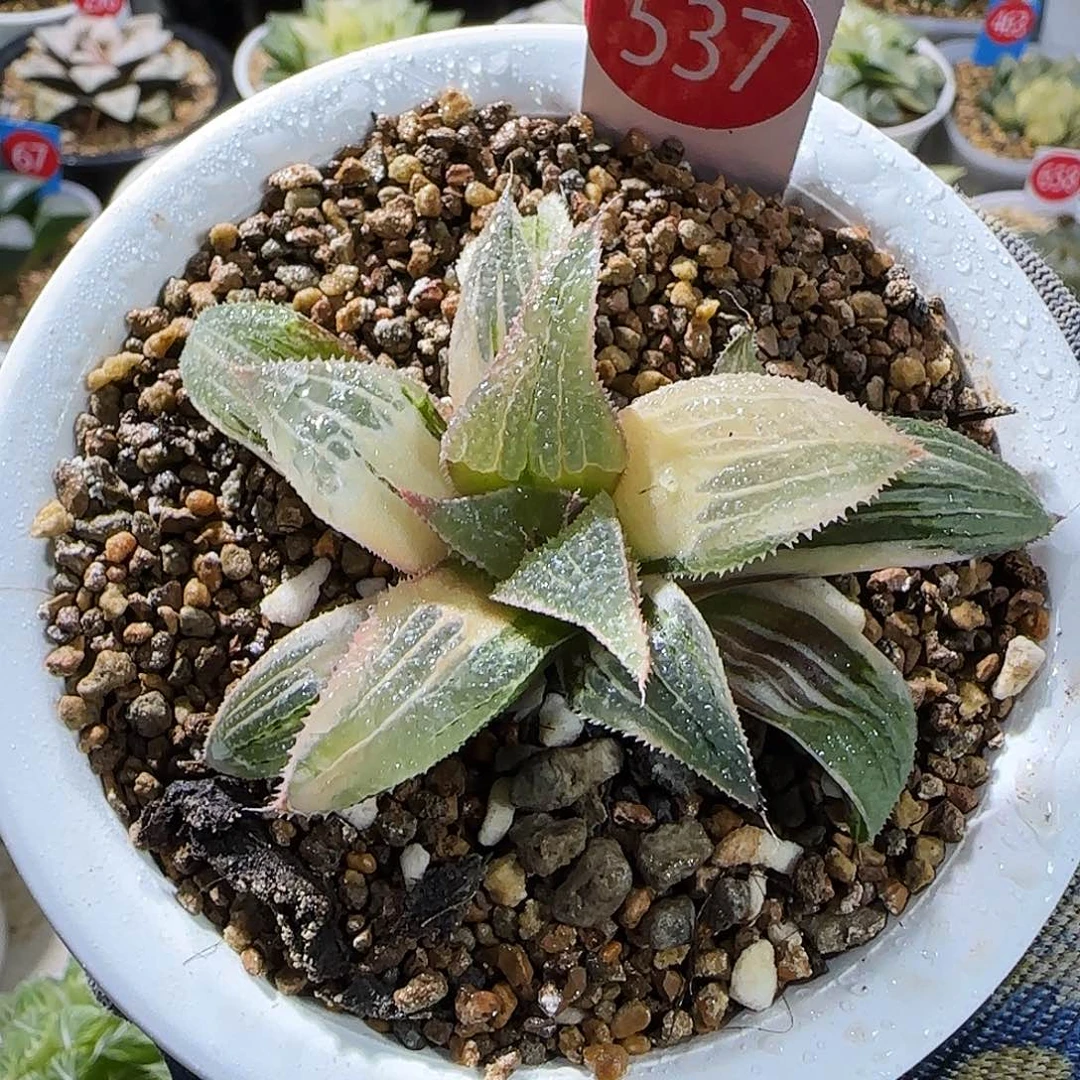 537号芭堤雅武藏糊斑新叶 6 厘米左右一物一拍带盆发货