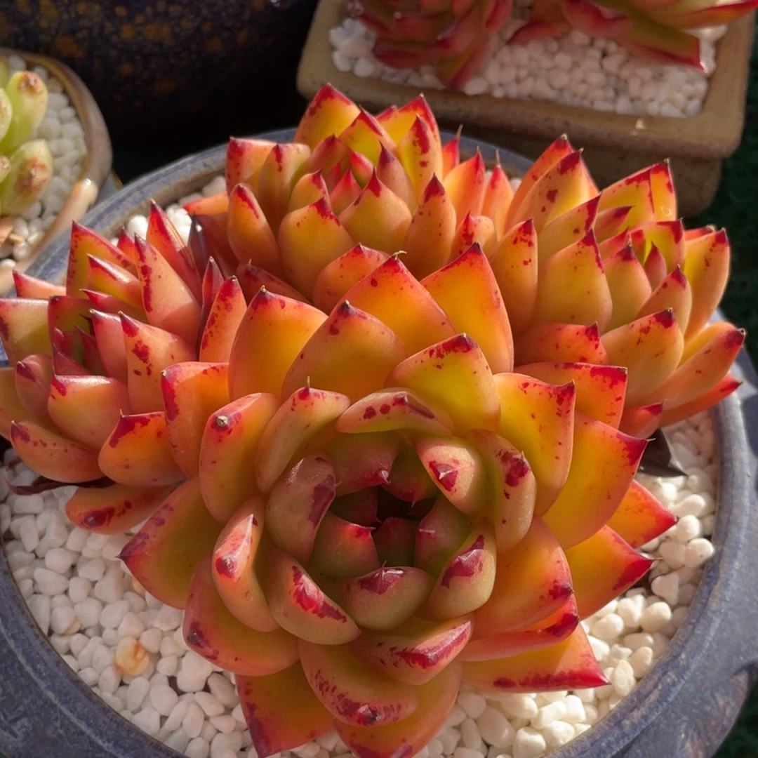 多肉植物盆栽多肉的