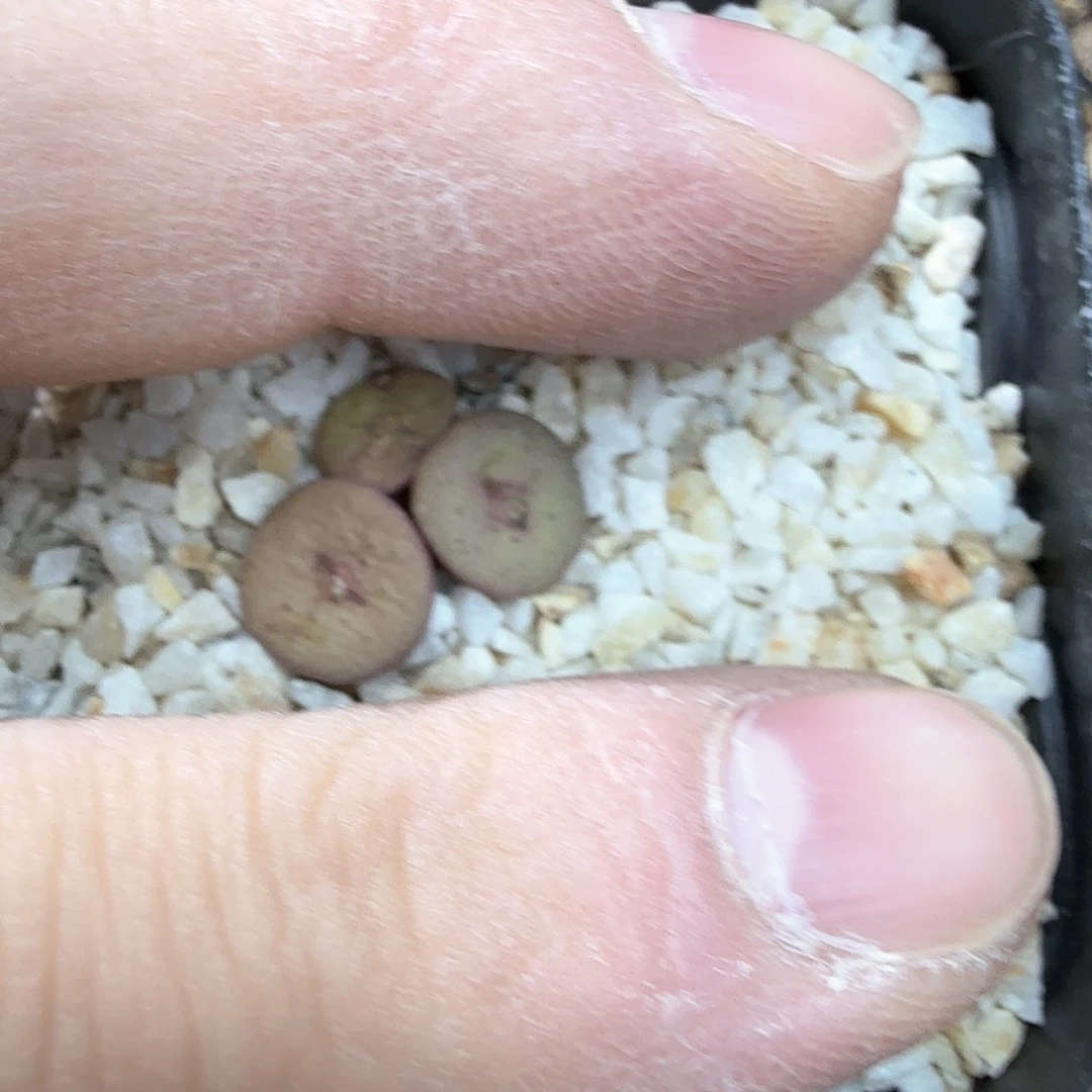 西*露dy18 西米露 十字金币特选