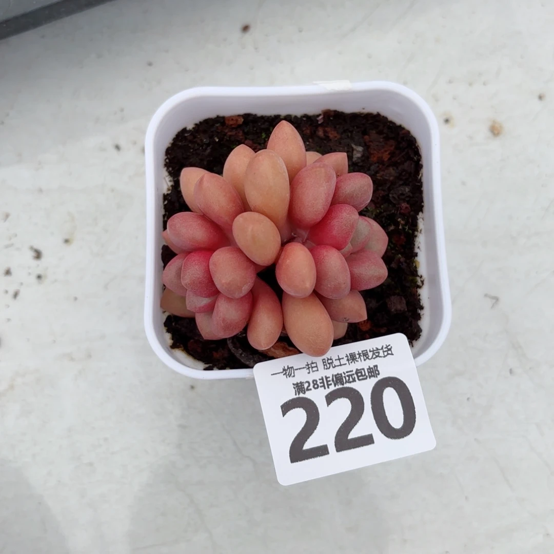 先锋派无盆土发货