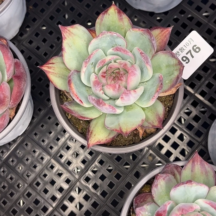 阿雅园艺。       1976惊鸿仙子拉丝