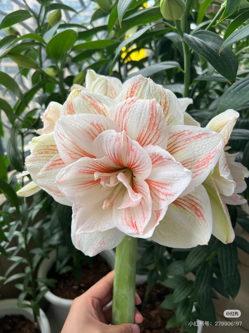 【仙女/仙女妮芙】荷兰进口朱顶红