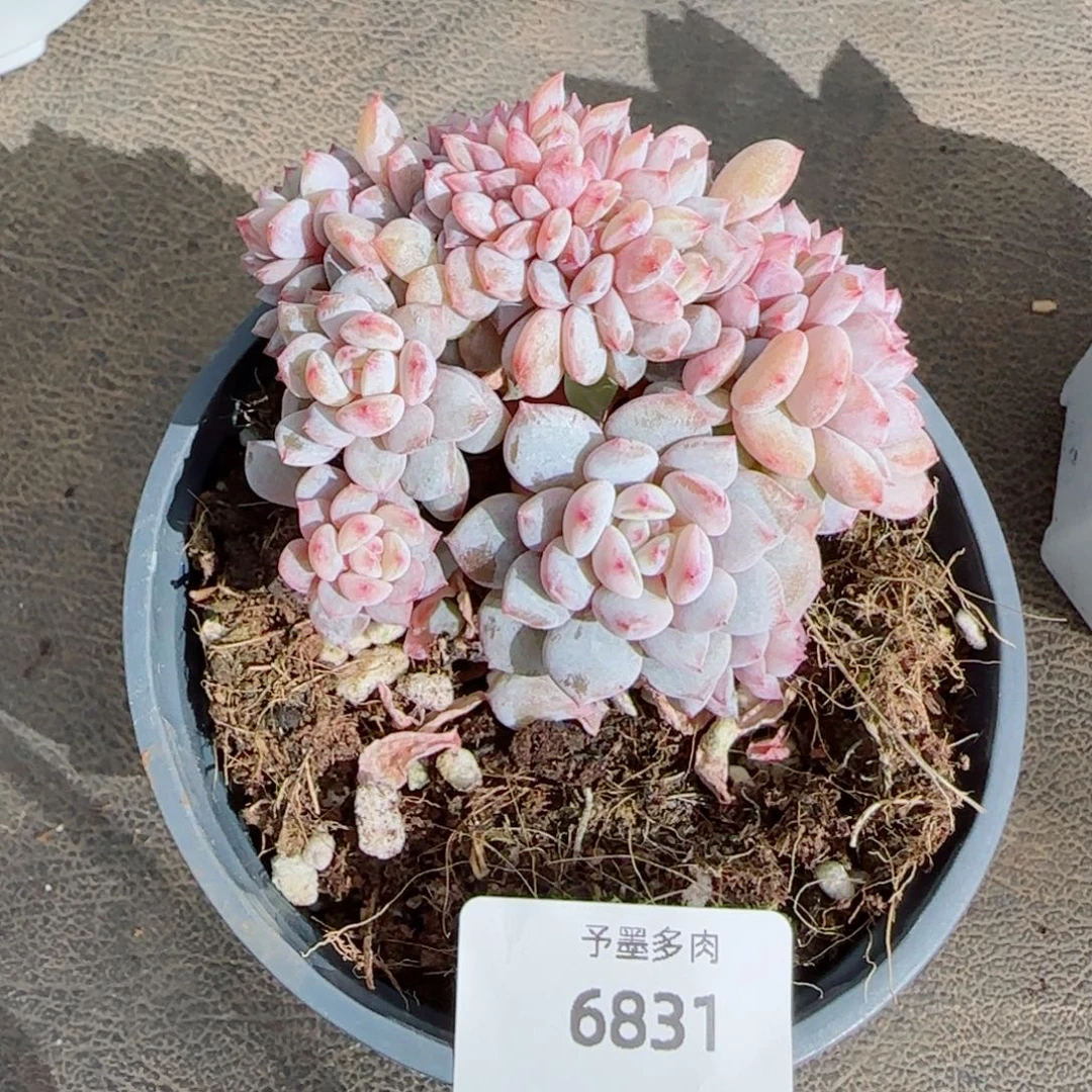 星星橙缀化，6831多肉植物