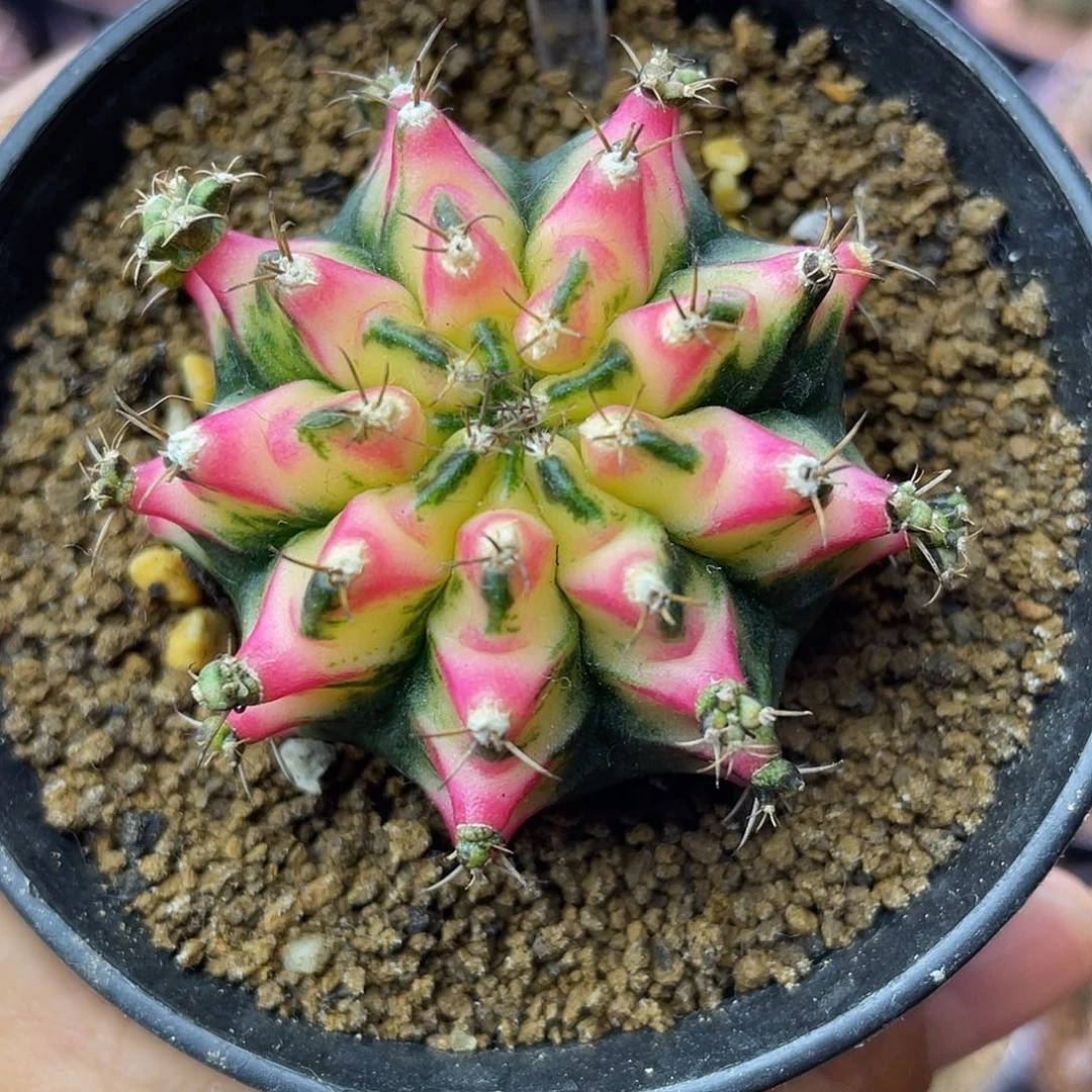 1-117名品好彩4.8厘米