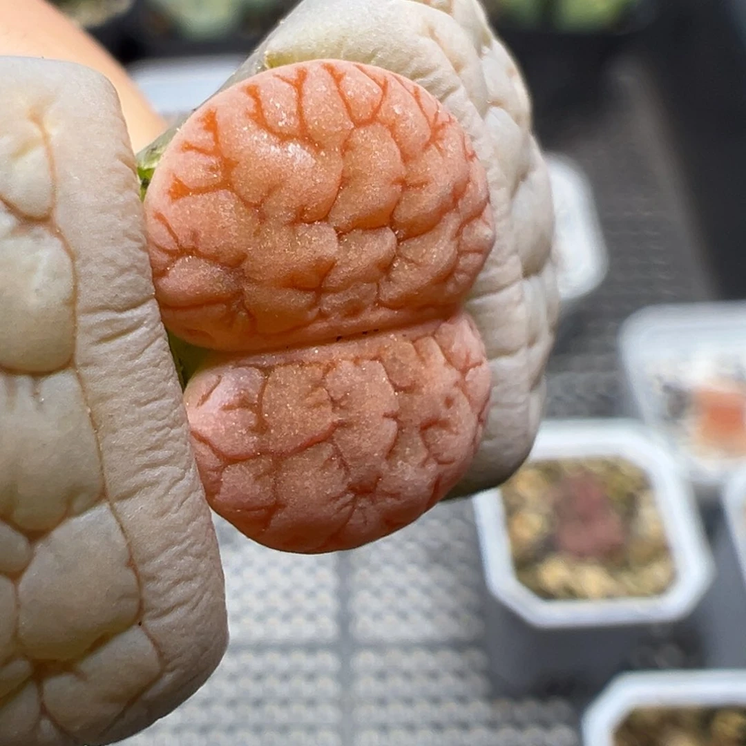 【闪购商品】1157……