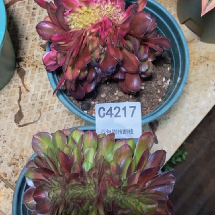 【闪购商品】4217两棵多肉