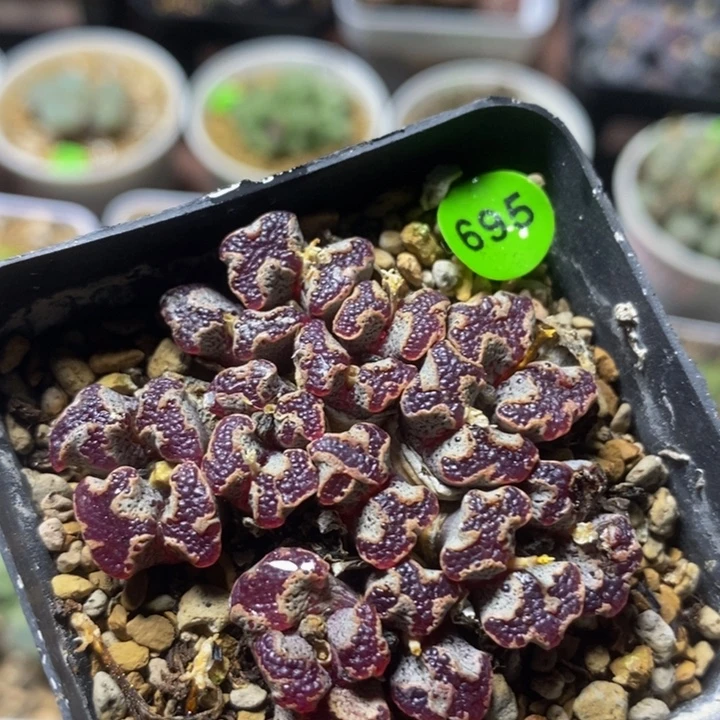 超碟群多肉植物695