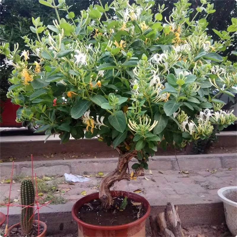 可食用金银花树苗浓香四季开花卉盆栽阳台庭院爬藤植物老桩带花苞